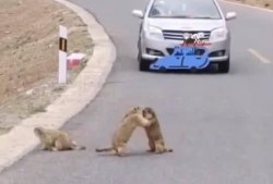 当路上遇到吃瓜,见证一场“吃瓜”盛况