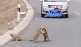 当路上遇到吃瓜,见证一场“吃瓜”盛况