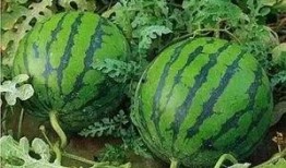 近期常德吃瓜事件,一场网络舆论的风暴与反思