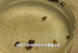 吃瓜考古小说,穿越时空的吃瓜考古之旅