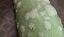 葫芦瓜表皮吃有毒吗,葫芦瓜表皮食用安全解析