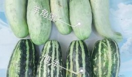 威海吃瓜网红,威海网红吃瓜达人带你探秘当地美食圈
