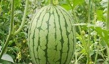 梦到吃瓜,揭秘梦中吃瓜的神秘寓意