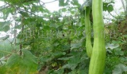 砍瓜怎么吃正确,探索美味与健康的完美结合