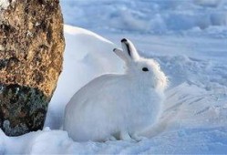 北极兔cp吃瓜,甜蜜瞬间，揭秘这对CP的甜蜜日常