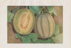 日本蜜瓜如何吃最好,解锁甜蜜滋味