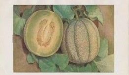 日本蜜瓜如何吃最好,解锁甜蜜滋味