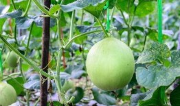 吃小瓜呛嗓子,呛嗓子体验引深思