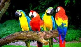 春风吃瓜鹦鹉情节,一场趣味横生的欢乐盛宴