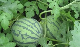 绣圈吃瓜,揭秘娱乐圈背后的甜蜜与苦涩