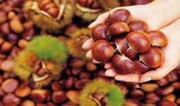 呆瓜吃板栗,呆瓜的板栗美食之旅