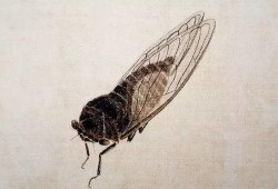 带你吃瓜蝉大师,蝉大师带你领略瓜界风云