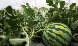 路边老人吃瓜,见证老人悠闲时光