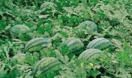 吃邯郸永年的瓜