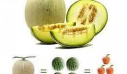 手瓜多久可以吃,快速烹饪指南