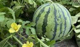 我吃瓜不能吃,揭秘“吃瓜不能吃”背后的惊人真相