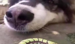 猪儿虫吃瓜,猪儿虫的瓜田奇遇记