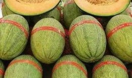 日本蜜瓜如何吃最好,解锁甜蜜滋味